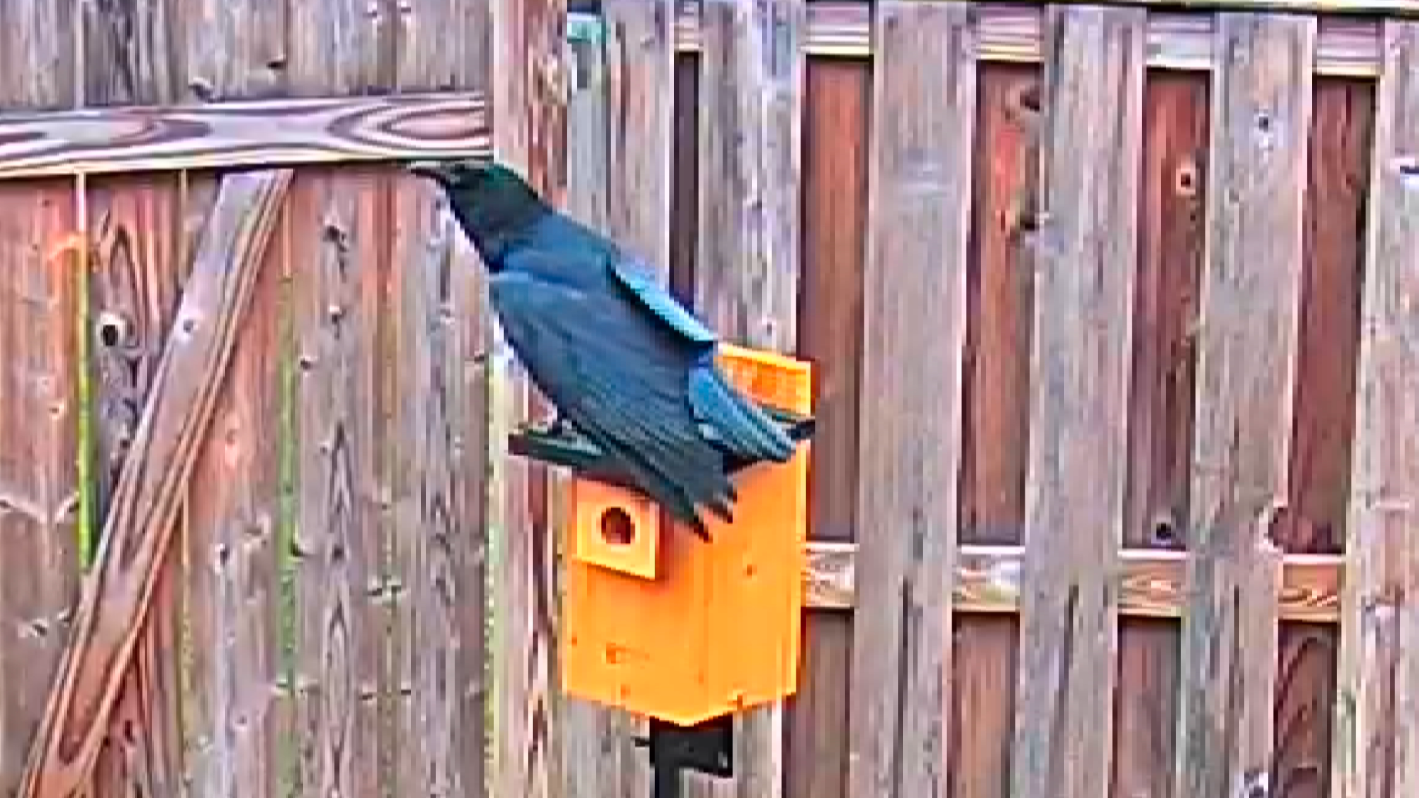 Crow harassing bluebirds